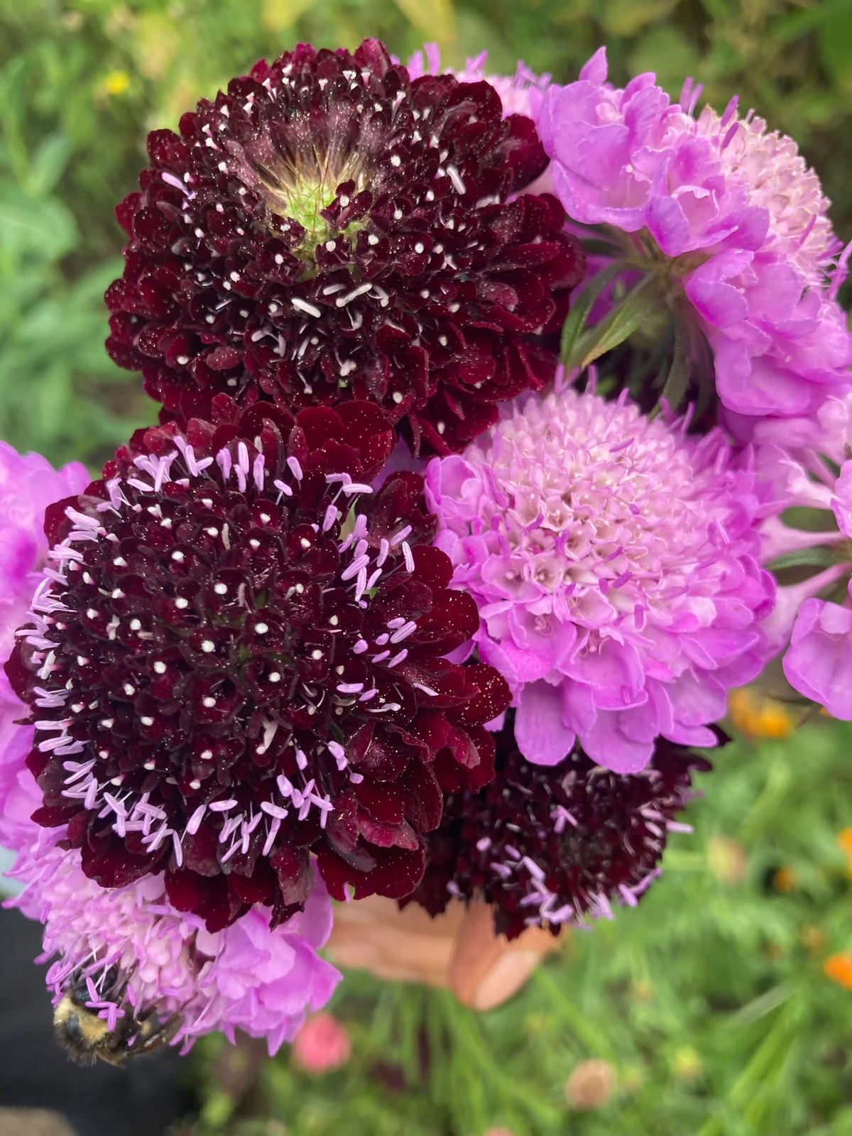 Imperial Mix Scabiosa Seed (Pincushion)