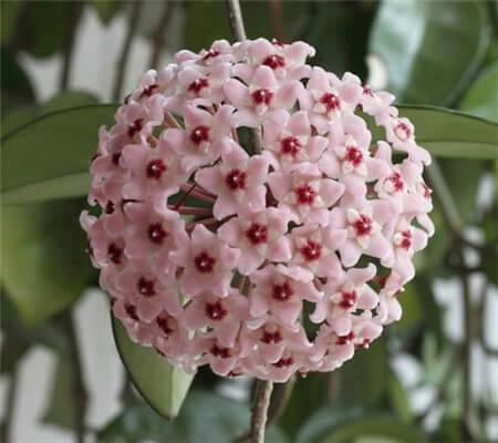 Hoya Seeds Potted Seed Hoya Carnosa Flower Seed Garden Plants