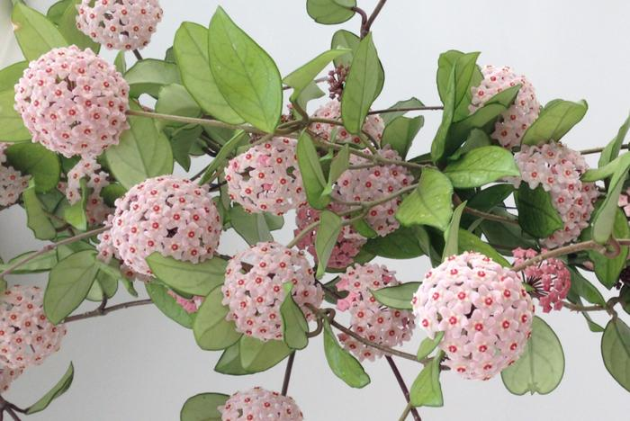 Hoya Seeds Potted Seed Hoya Carnosa Flower Seed Garden Plants