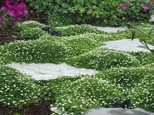 Evergreen pearl grass