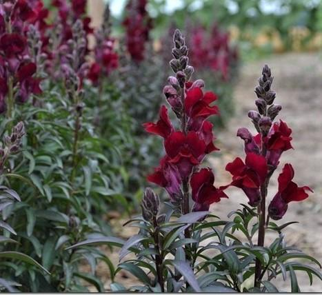 black snapdragon-'Black Prince'
