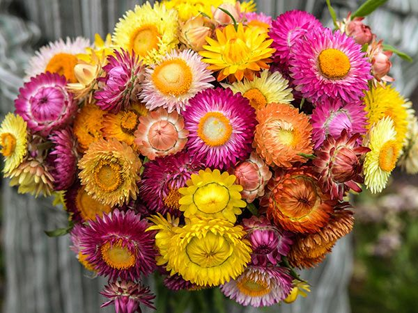 Colorful Strawflower