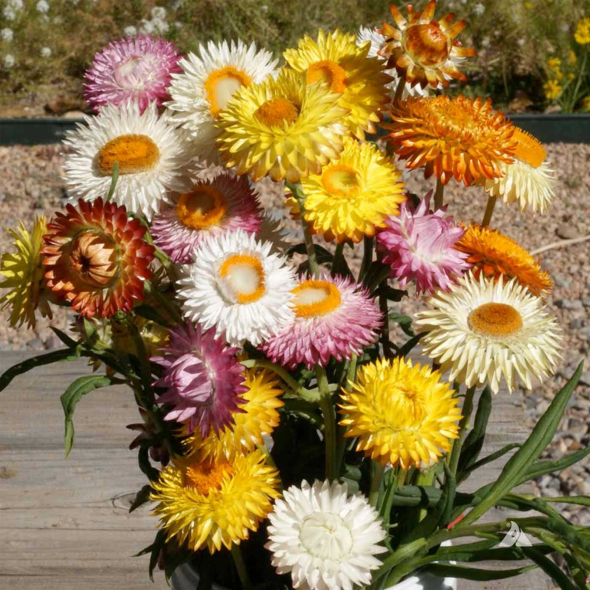 Colorful Strawflower