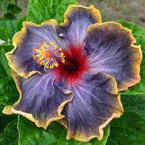 Beautiful Cosmic Dancer Hibiscus