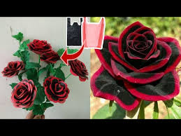 red edge black rose