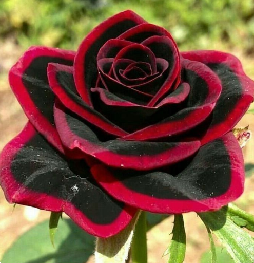 red edge black rose