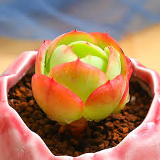 Rare succulent unbeaten rose