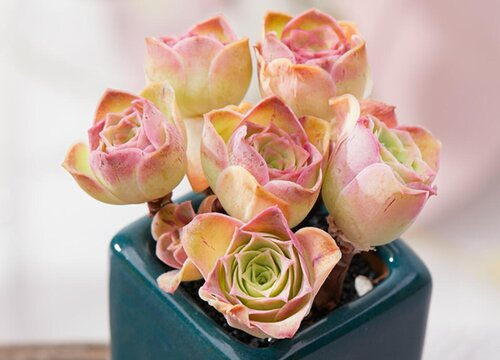 Rare succulent unbeaten rose