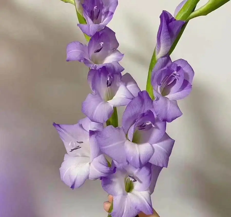 urple Gladiolus