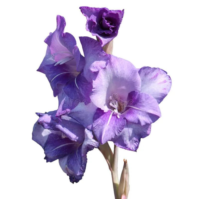 urple Gladiolus