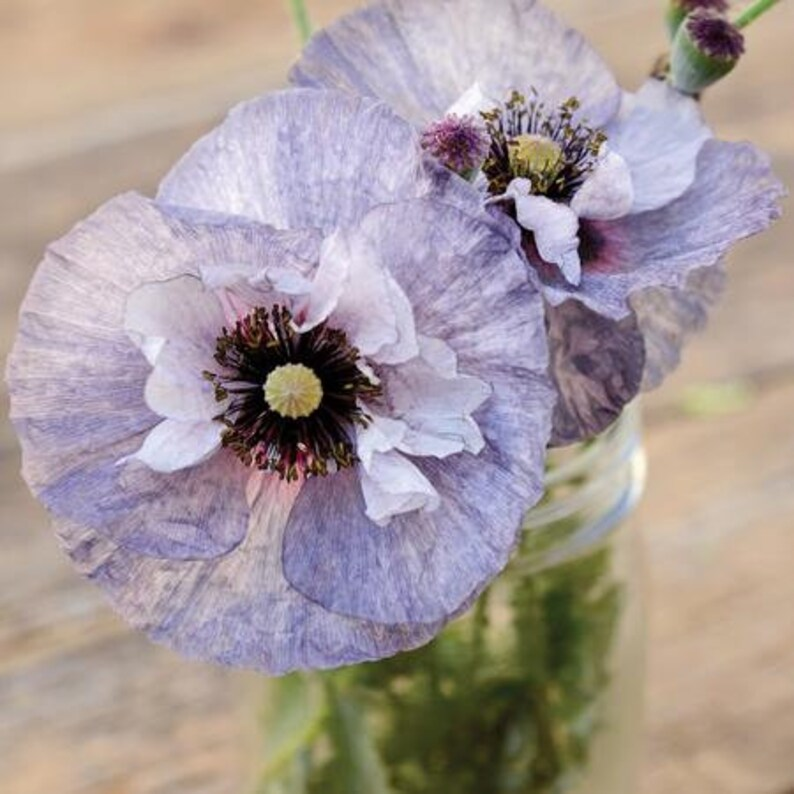 Shirley Grey Poppies Seed