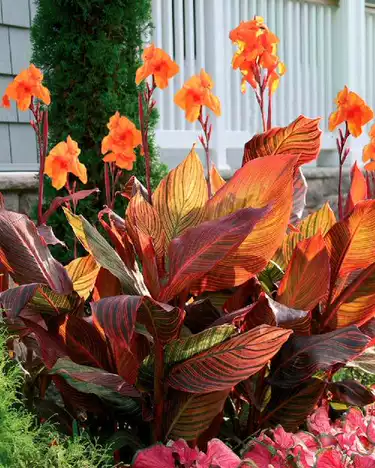 Canna Generalis 'Durban'