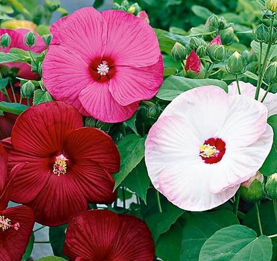 Hibiscus Grandiflora