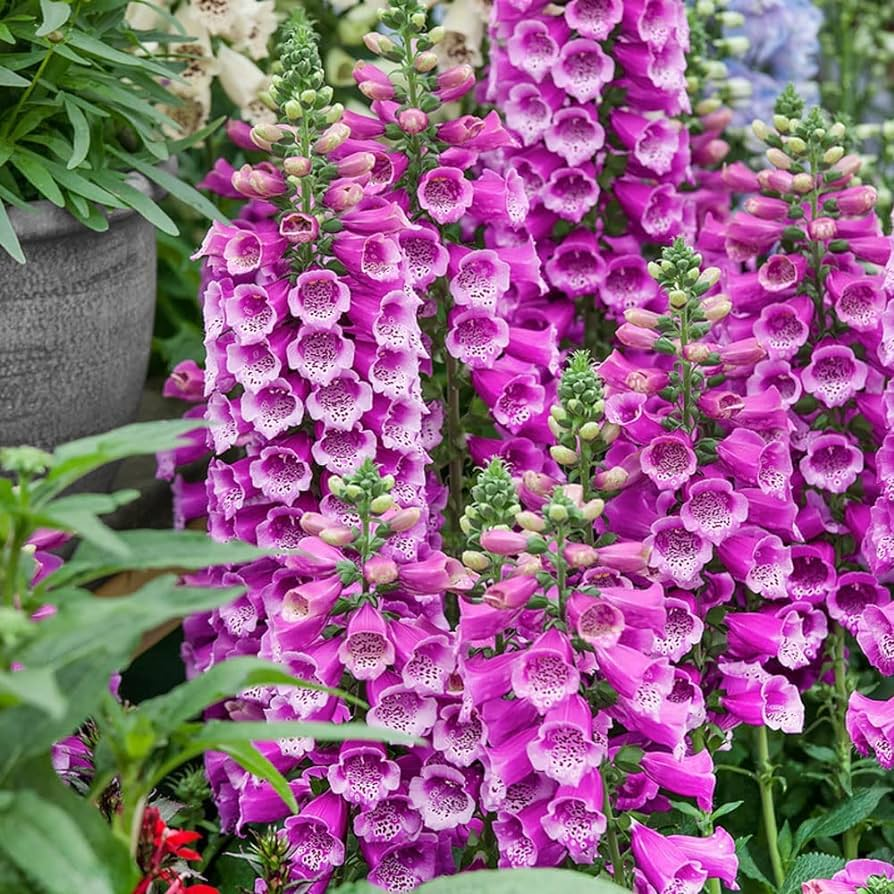 Foxglove Flower Seeds