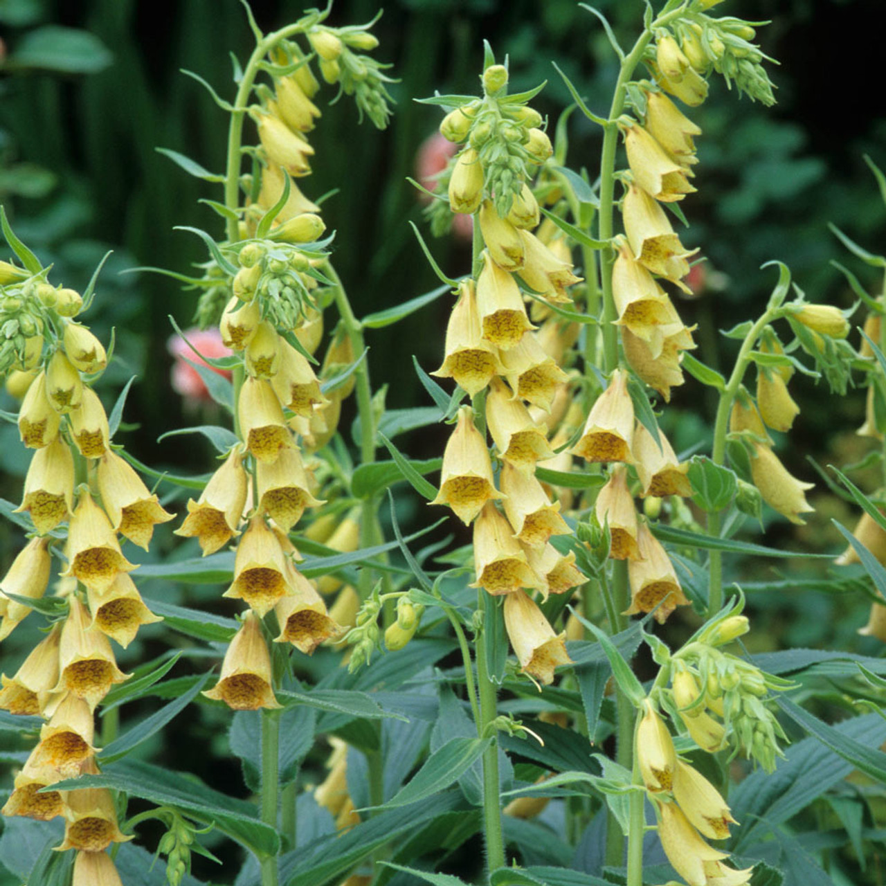 Foxglove Flower Seeds