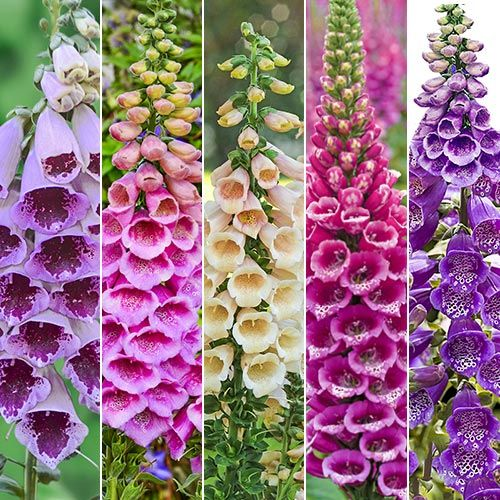 Foxglove Flower Seeds