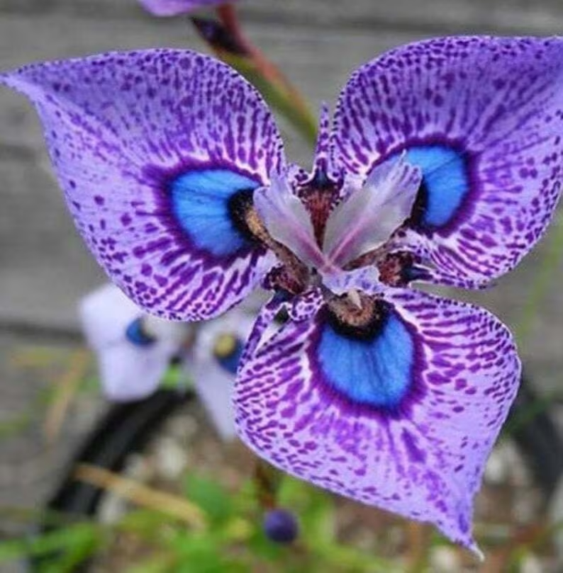 Phalaenopsis Butterfly Orchid Seeds Balcony Pot Flower Perennial