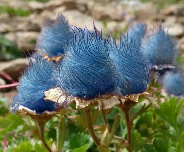 Prairie Smoke Flower Seeds