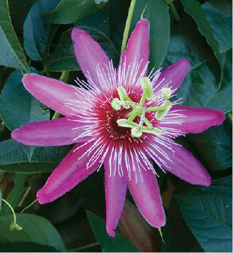 MIx Colors Passion Flower Seeds-chloriseeds