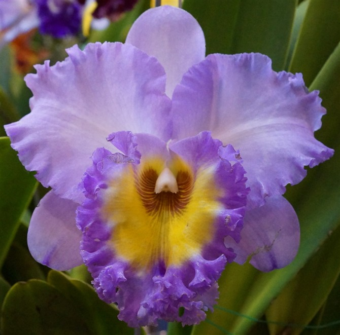 Orchids Cattleya Flower Seeds Rare 9 Kinds Home Plant Perennial Bonsai-chloriseeds