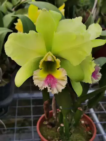 Orchids Cattleya Flower Seeds Rare 9 Kinds Home Plant Perennial Bonsai-chloriseeds