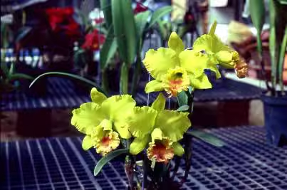 Orchids Cattleya Flower Seeds Rare 9 Kinds Home Plant Perennial Bonsai-chloriseeds