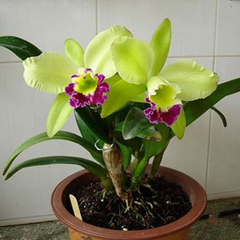 Orchids Cattleya Flower Seeds Rare 9 Kinds Home Plant Perennial Bonsai-chloriseeds