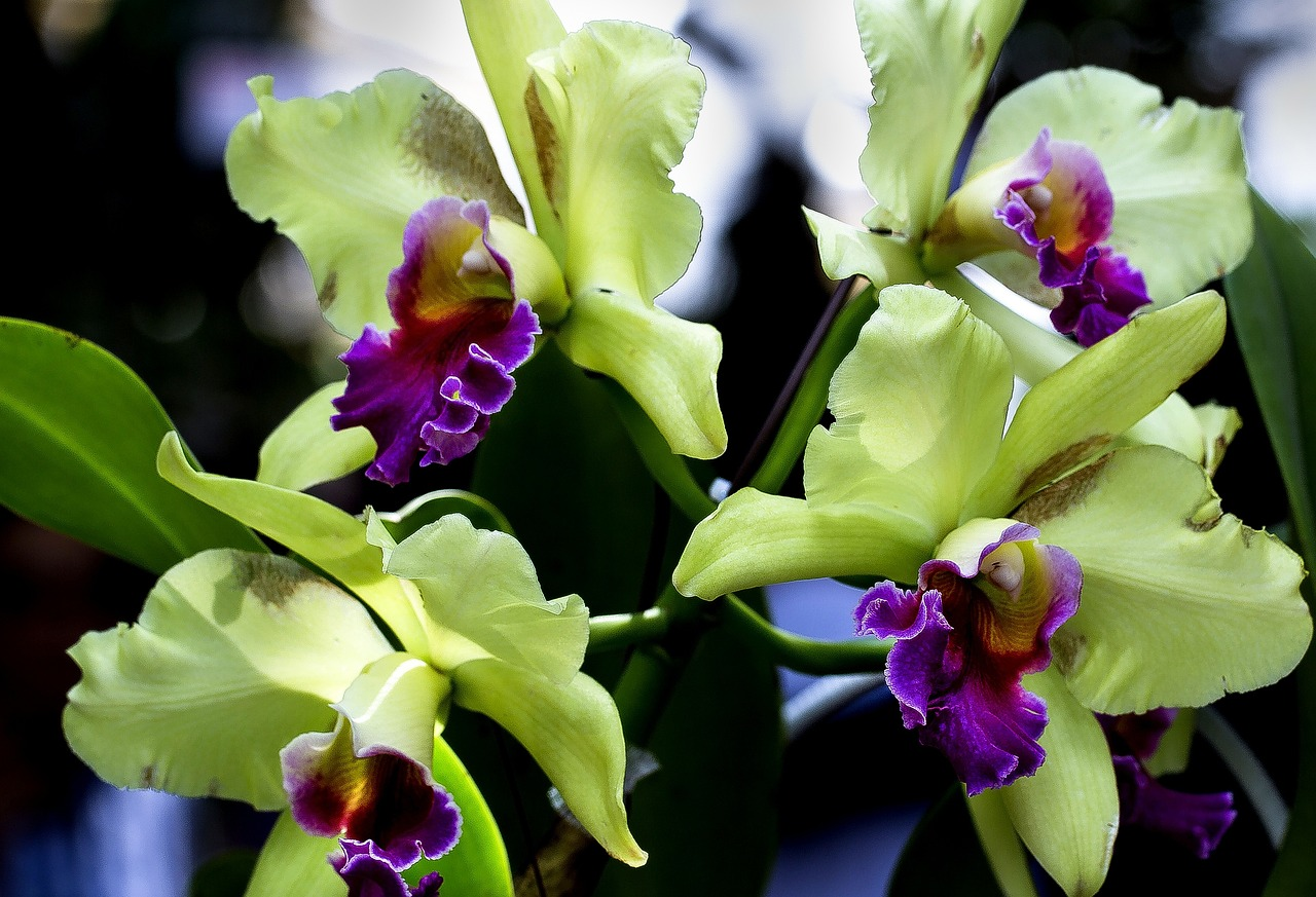 Orchids Cattleya Flower Seeds Rare 9 Kinds Home Plant Perennial Bonsai-chloriseeds