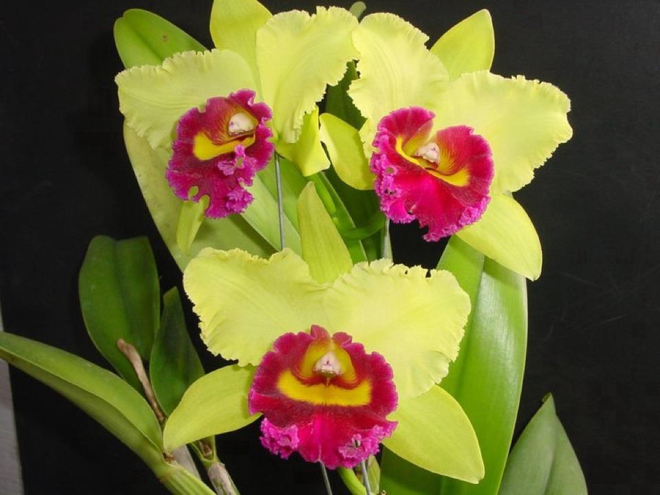 Orchids Cattleya Flower Seeds Rare 9 Kinds Home Plant Perennial Bonsai-chloriseeds