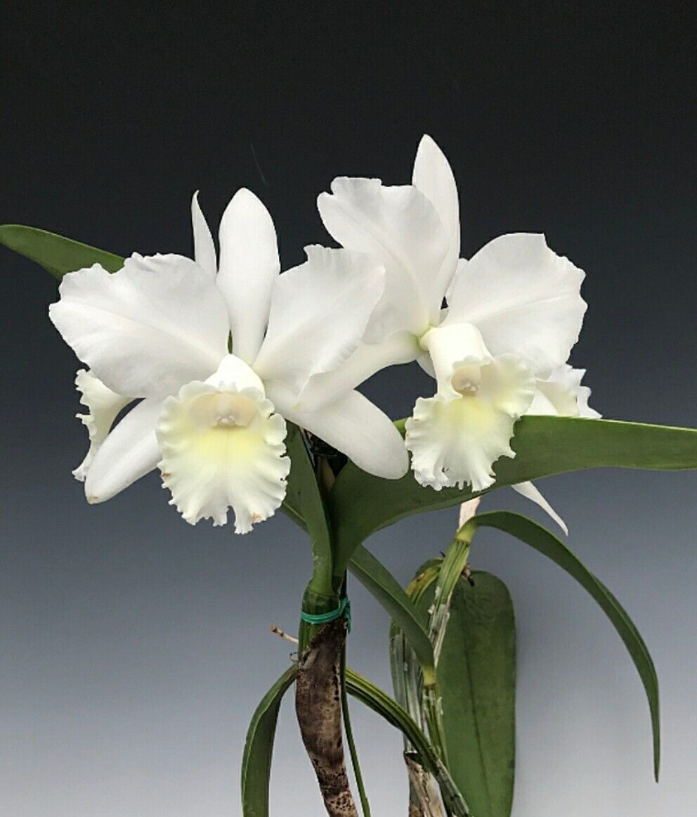 Orchids Cattleya Flower Seeds Rare 9 Kinds Home Plant Perennial Bonsai-chloriseeds