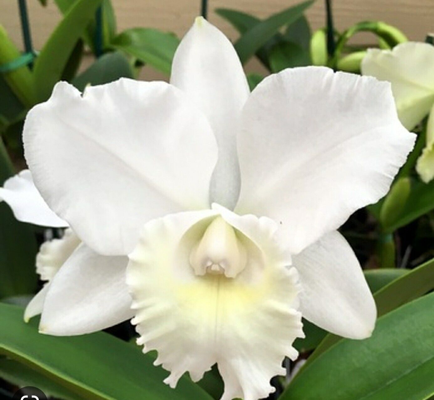 Orchids Cattleya Flower Seeds Rare 9 Kinds Home Plant Perennial Bonsai-chloriseeds