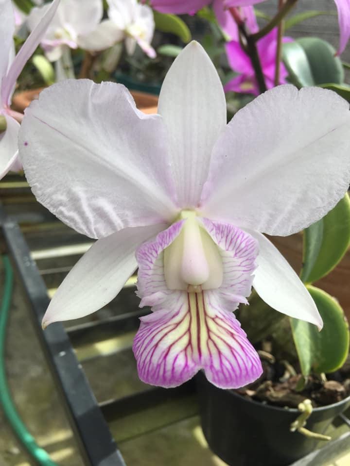 Orchids Cattleya Flower Seeds Rare 9 Kinds Home Plant Perennial Bonsai-chloriseeds