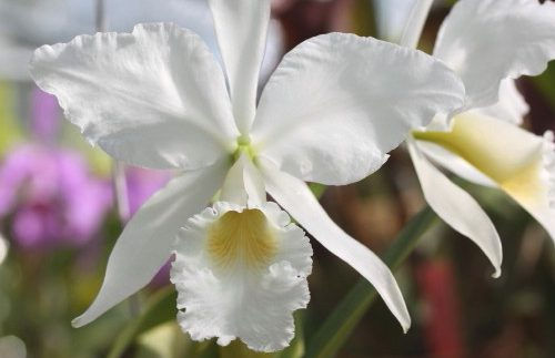 Orchids Cattleya Flower Seeds Rare 9 Kinds Home Plant Perennial Bonsai-chloriseeds