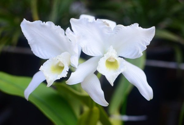 Orchids Cattleya Flower Seeds Rare 9 Kinds Home Plant Perennial Bonsai-chloriseeds