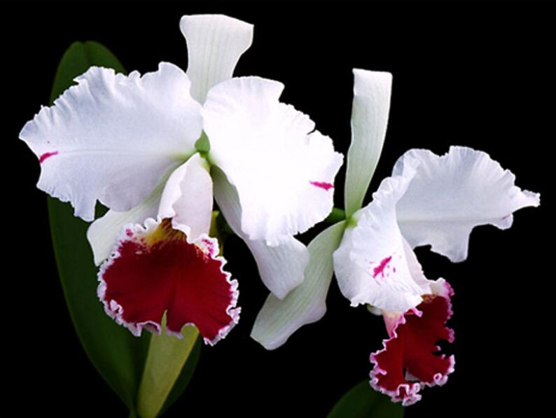 Orchids Cattleya Flower Seeds Rare 9 Kinds Home Plant Perennial Bonsai-chloriseeds