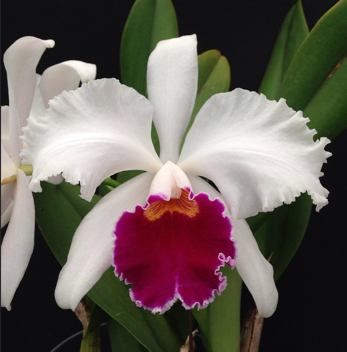 Orchids Cattleya Flower Seeds Rare 9 Kinds Home Plant Perennial Bonsai-chloriseeds