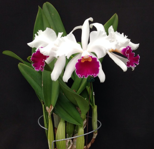 Orchids Cattleya Flower Seeds Rare 9 Kinds Home Plant Perennial Bonsai-chloriseeds