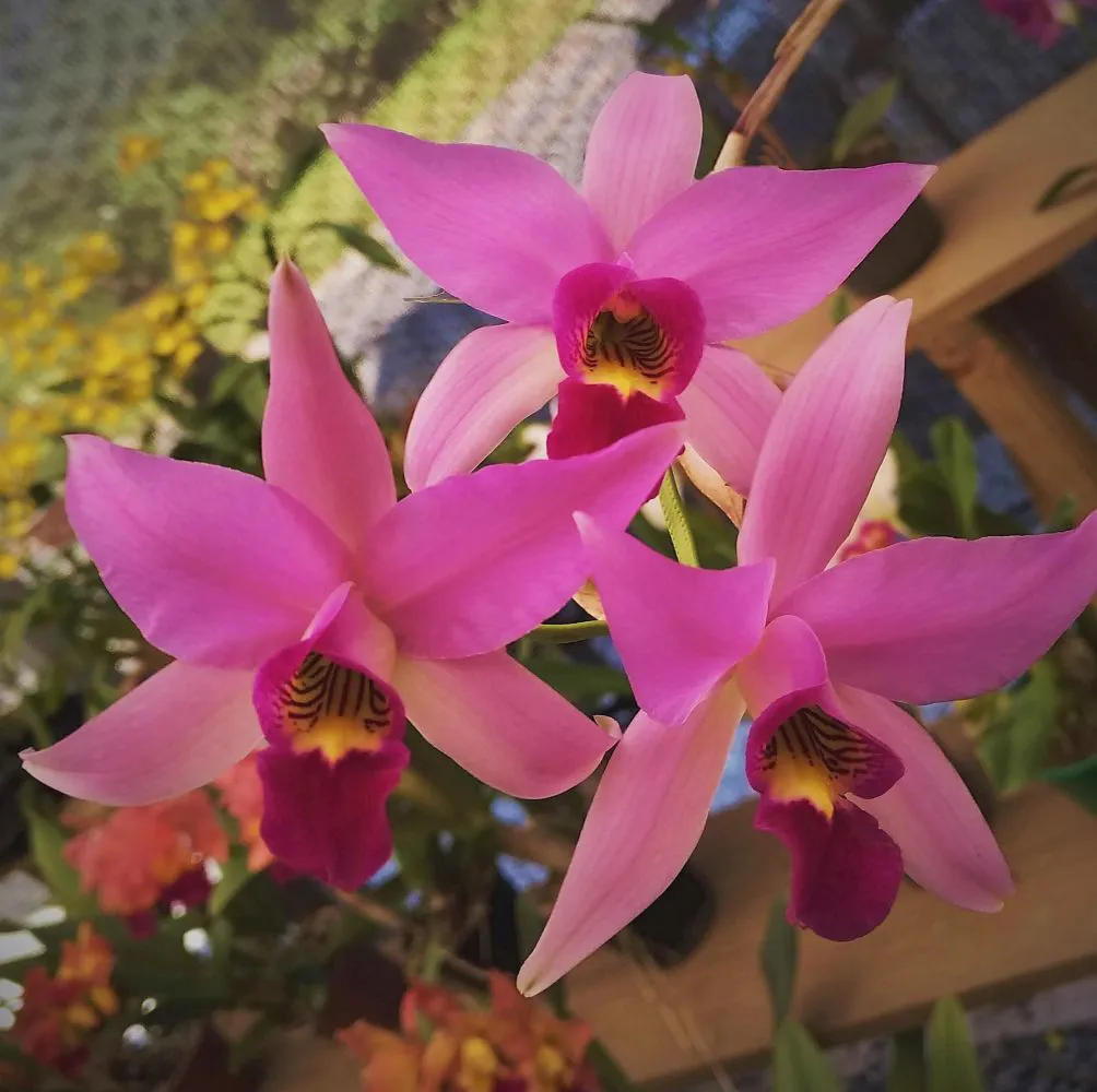 Orchids Cattleya Flower Seeds Rare 9 Kinds Home Plant Perennial Bonsai-chloriseeds