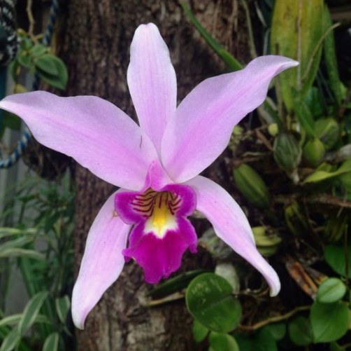 Orchids Cattleya Flower Seeds Rare 9 Kinds Home Plant Perennial Bonsai-chloriseeds