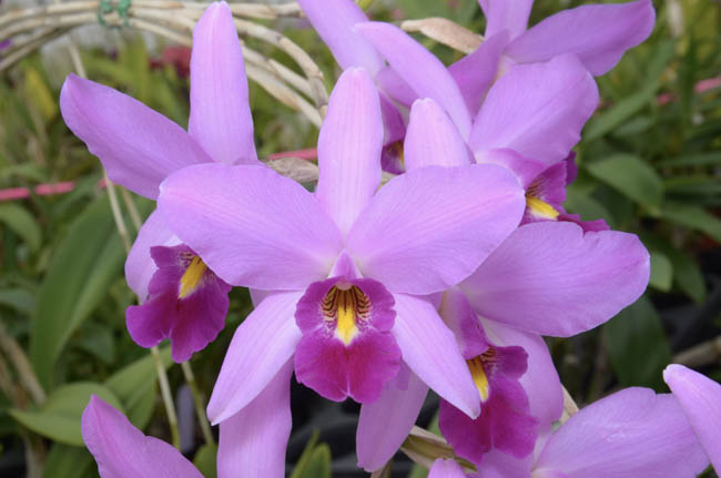 Orchids Cattleya Flower Seeds Rare 9 Kinds Home Plant Perennial Bonsai-chloriseeds