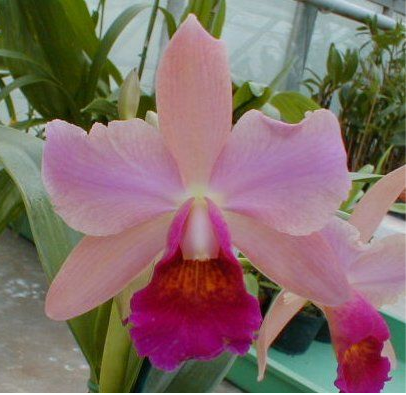 Orchids Cattleya Flower Seeds Rare 9 Kinds Home Plant Perennial Bonsai-chloriseeds