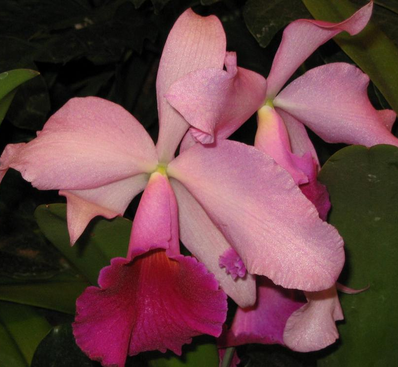 Orchids Cattleya Flower Seeds Rare 9 Kinds Home Plant Perennial Bonsai-chloriseeds