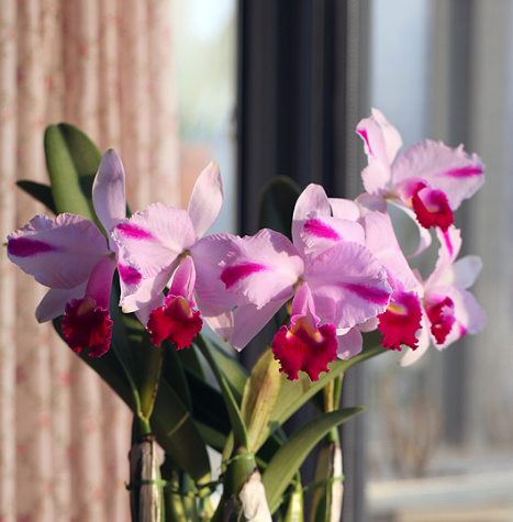 Orchids Cattleya Flower Seeds Rare 9 Kinds Home Plant Perennial Bonsai-chloriseeds