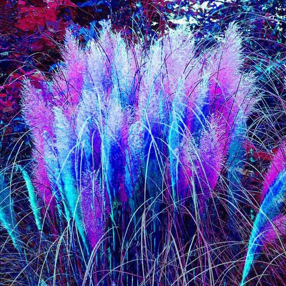 Rainbow Pampas Grass Bonsai Are Very Beautiful Garden Plants Seeds