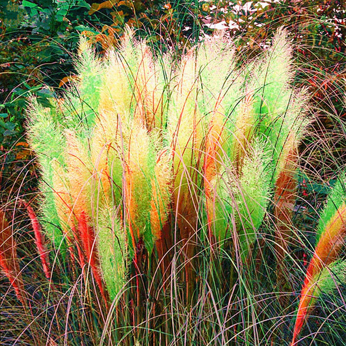 Rainbow Pampas Grass Bonsai Are Very Beautiful Garden Plants Seeds