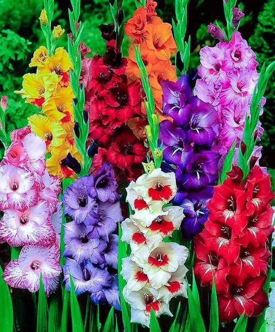 Mixed Gladiolus Flower