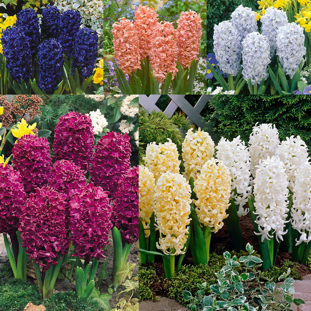 Mixed Color Hyacinth Seeds-chloriseeds