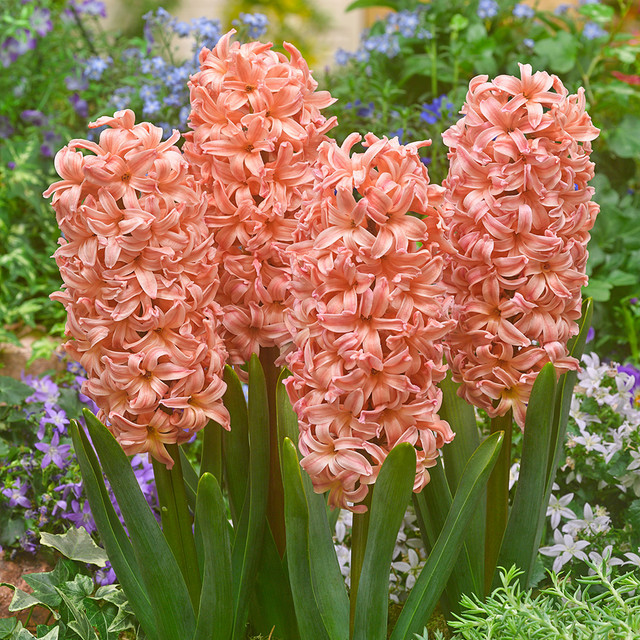 Mixed Color Hyacinth Seeds-chloriseeds