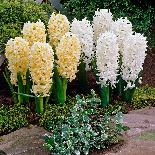 Mixed Color Hyacinth Seeds-chloriseeds