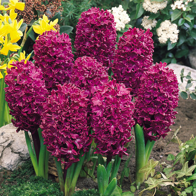 Mixed Color Hyacinth Seeds-chloriseeds